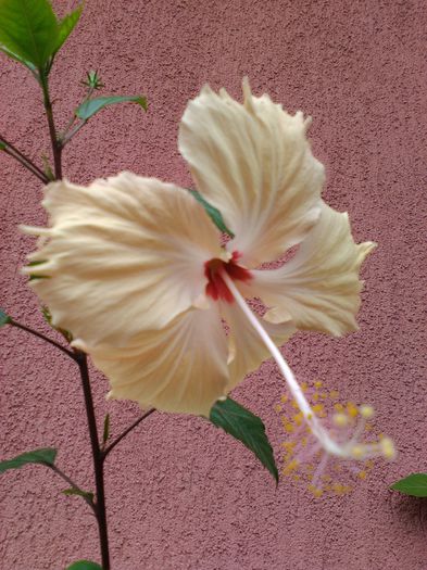  - HIBISCUS-2015