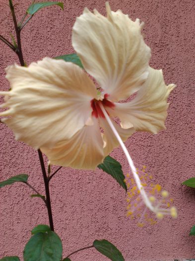 149 - HIBISCUS-2015
