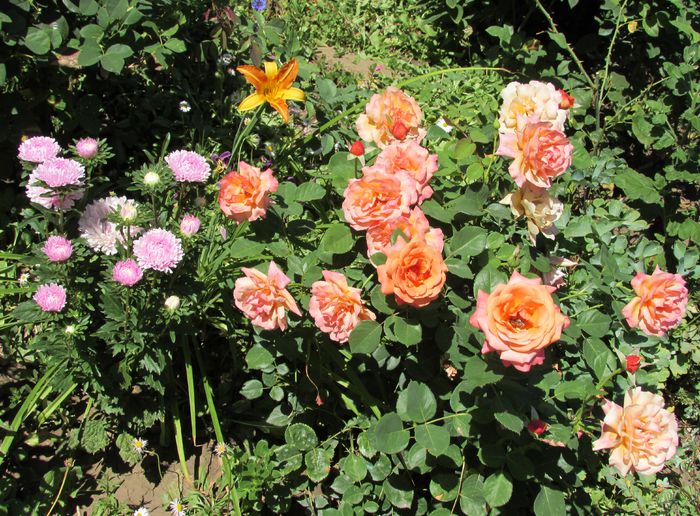 3 aug, Easy Does It - 2015 trandafiri -V