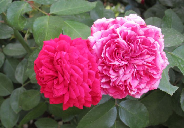 Red Leonardo da Vinci