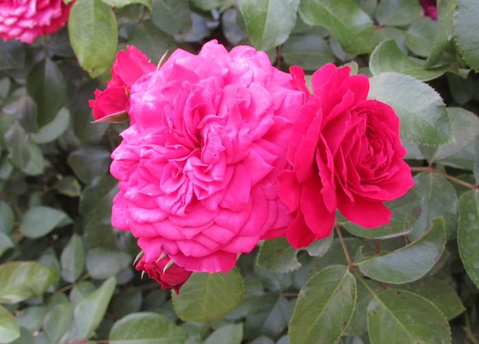 Red Leonardo da Vinci