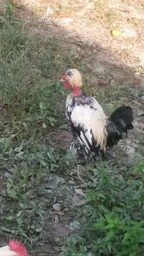 C1,argintiu; Achizitie august 2014
