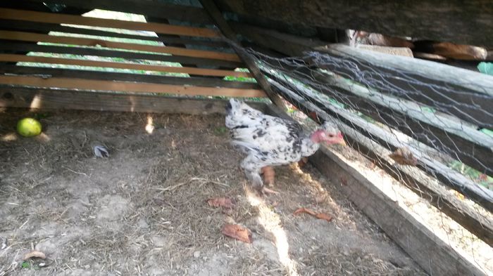 C2,herminat deschis; productie proprie, aprilie 2015
