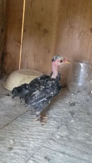 C3; productie proprie, mai 2015,inca nu sunt sigur ce culoare e
