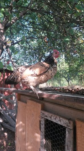 G1; Productie proprie,aprilie 2014
