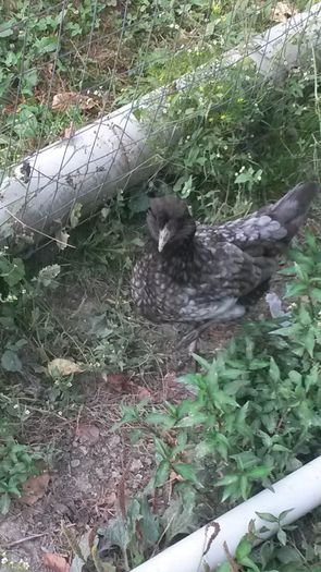 G2,albastra; Achizitie iunie 2015
