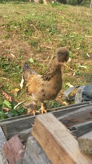 G3,columbia pe negru; Productie proprie,aprilie 2015
