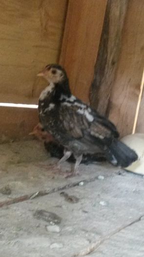 G4,maro cu alb; Achizitie august 2015
