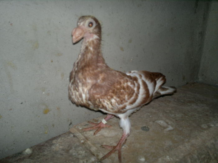 2015-08-07-9322 - pui 2012