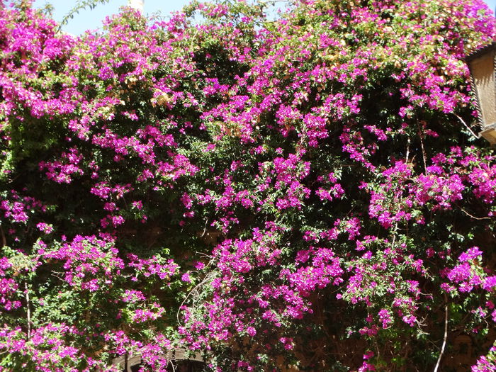 DSC07383 - Malta