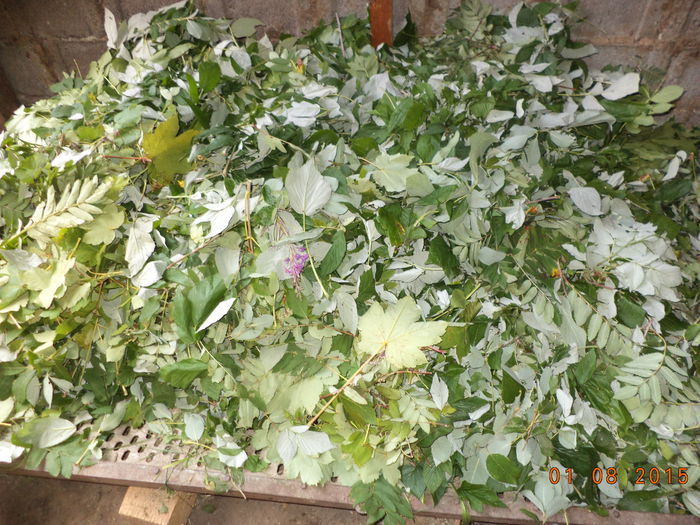 Frunze pentru toti-4