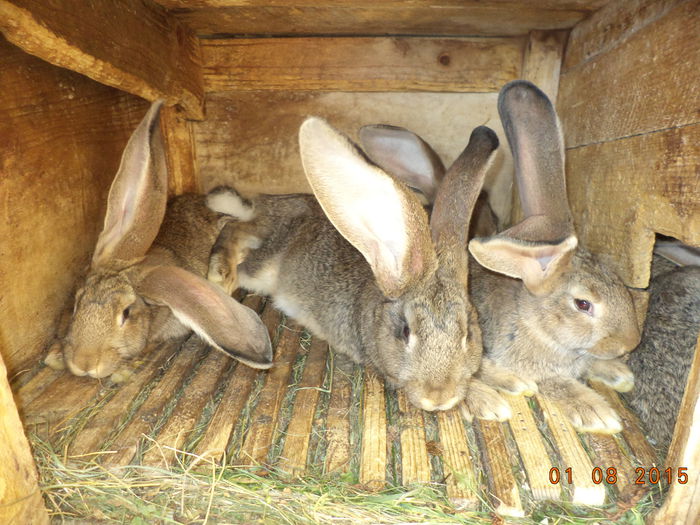 Iepurasii de trei luni