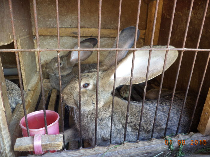 Iepurasii de Urias German