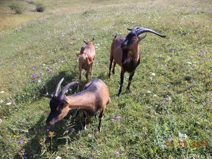 Inca nu e seceta mare