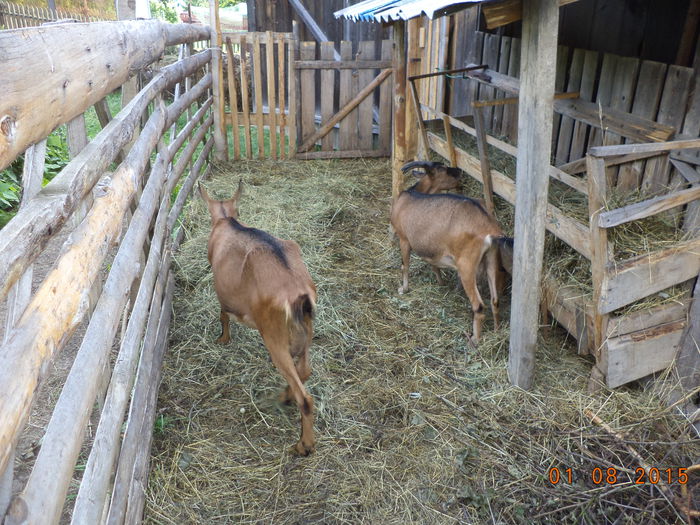 Mai mananca si fan caprele