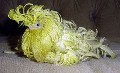 Perusul ondulat (Melopsittacus undulatus