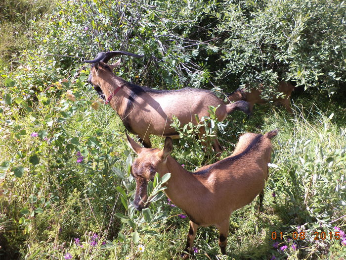 Nu mai stiu ce sa manance