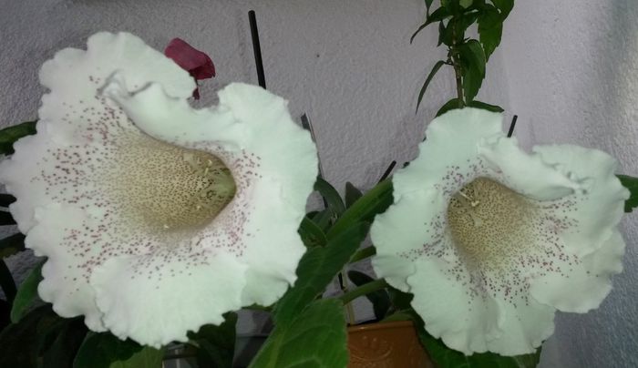  - Gloxinia
