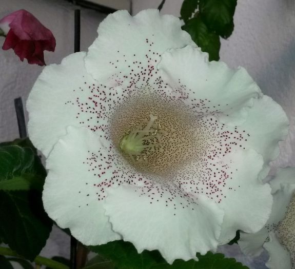  - Gloxinia