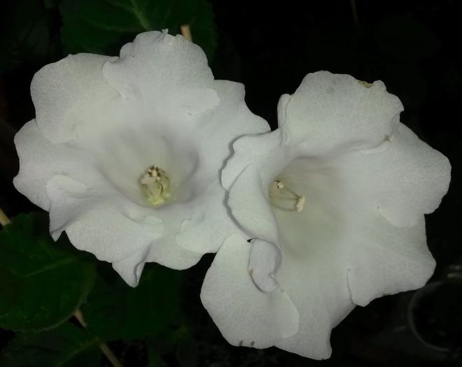  - Gloxinia