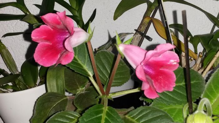  - Gloxinia