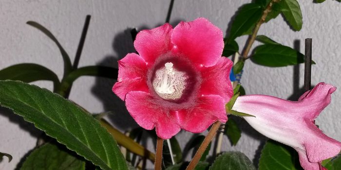 Slipper - Gloxinia