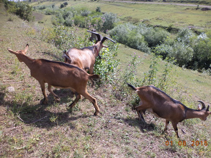 Numai macesi peste tot