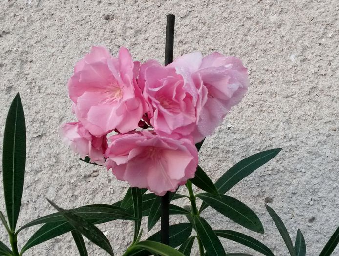 ; Cumparat drept Sotet Bordo.
