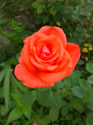 Fotografie0114 - AAAAA_R_TRANDAFIRI 2015_2017