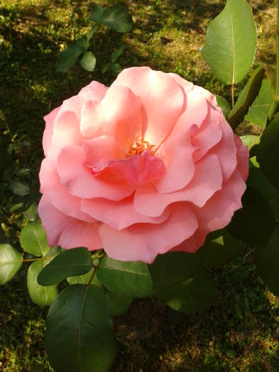 Fotografie0136 - AAAAA_R_TRANDAFIRI 2015_2017