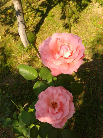 Fotografie0137 - AAAAA_R_TRANDAFIRI 2015_2017