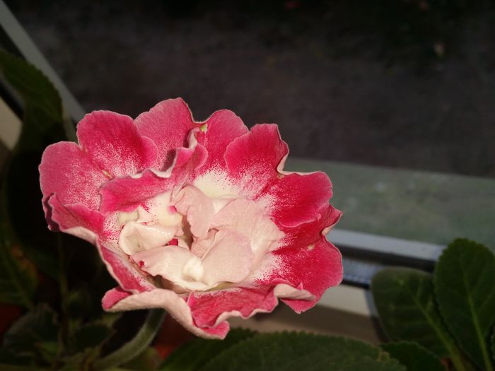 Sharm - gloxinii