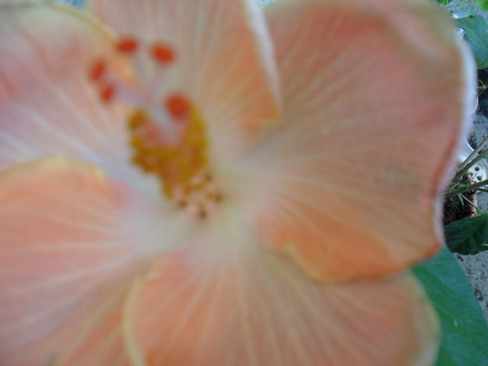 SAM_8440 - moorea rita
