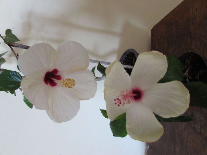 Ibiza  si  White Wings