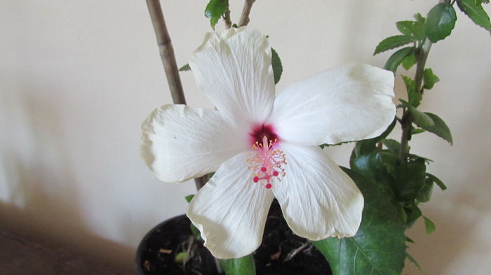 Arnotianus ( White Wings)