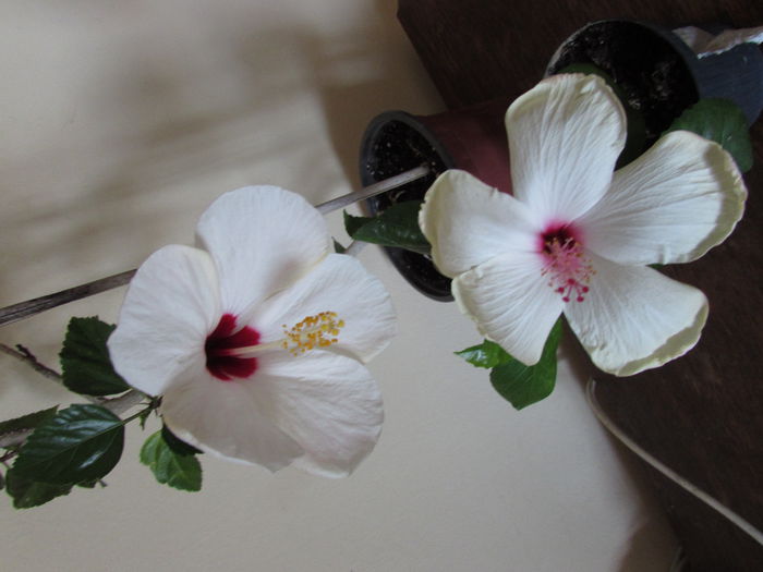 001 - Hibiscusi 2015 1