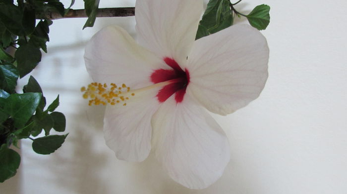 030 - Hibiscusi 2015 1