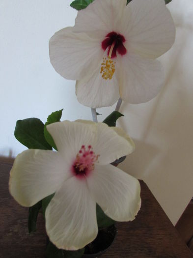 003 - Hibiscusi 2015 1