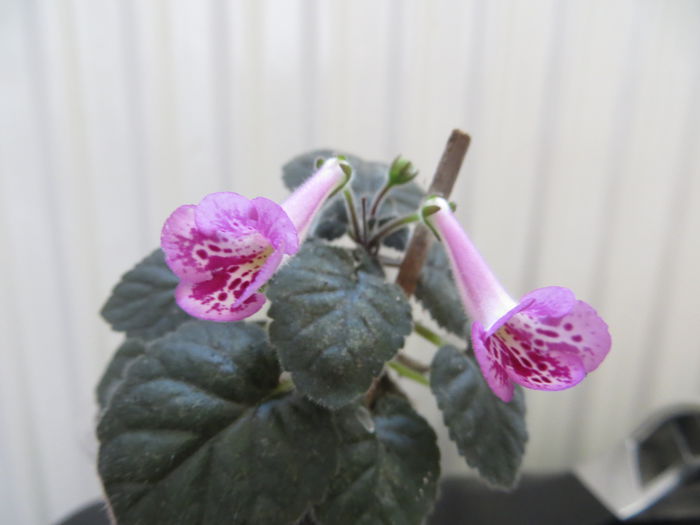 11.1 - mini sinningii 2015