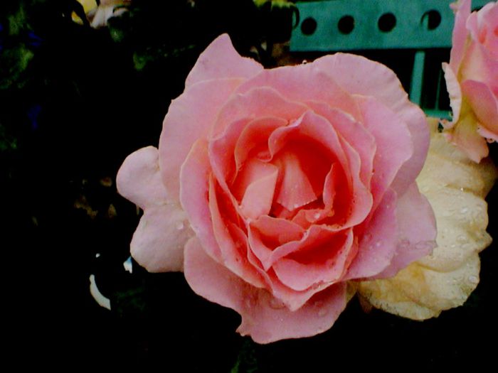 Soapte de parfum (73)