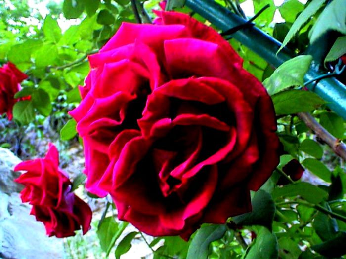 Soapte de parfum (77)