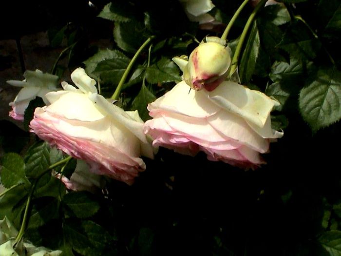Soapte de parfum (78)