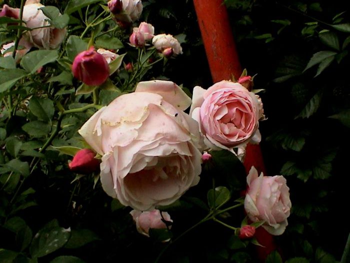 Soapte de parfum (79)
