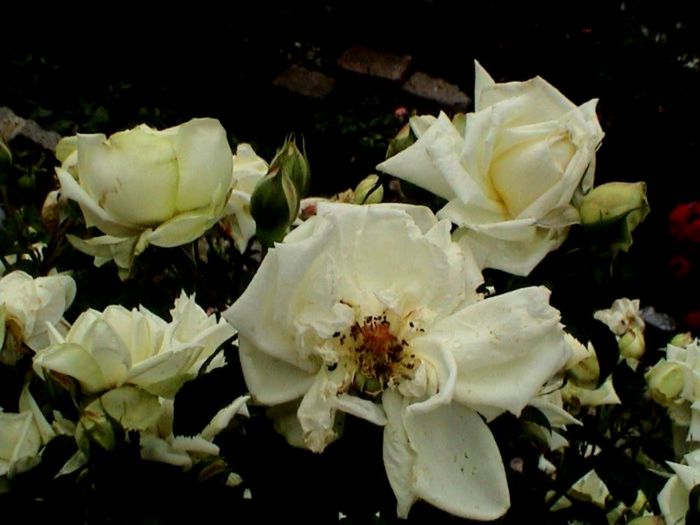 Soapte de parfum (81)