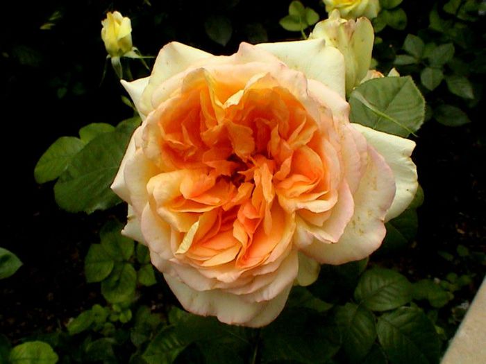 Soapte de parfum (82)