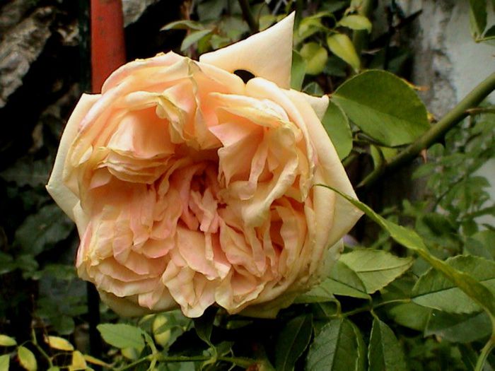Soapte de parfum (83)