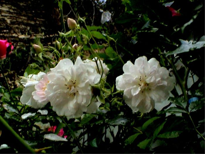 Soapte de parfum (87)