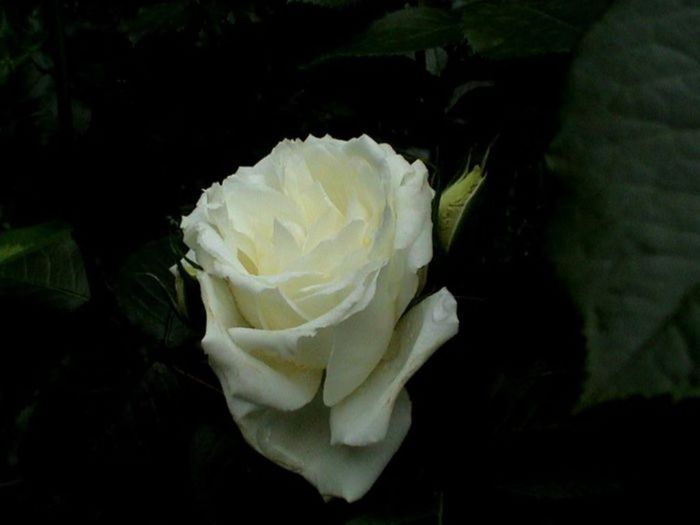 Soapte de parfum (89)