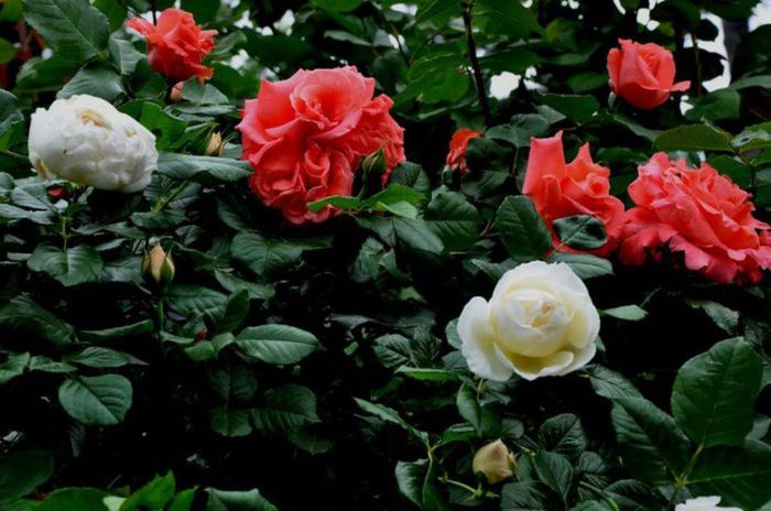 Soapte de parfum (90) - AM LASAT TRANDAFIRII SA SPUNA POVESTI 2