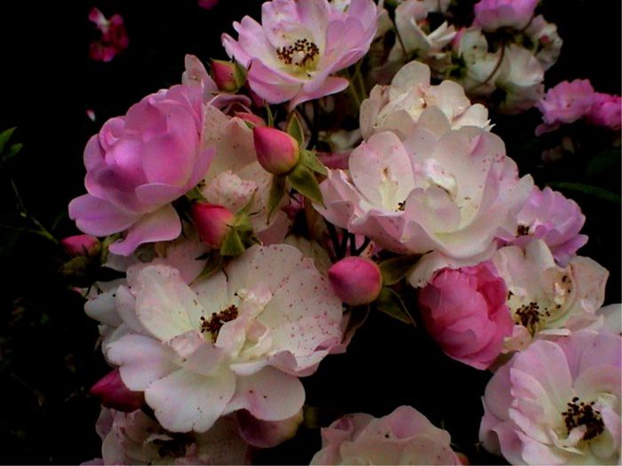 Soapte de parfum (98)